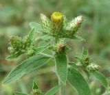 Inula conyza. Верхушка зацветающего растения. Ростовская обл., Азовский р-н, Атаманское лесничество. 30.07.2013.
