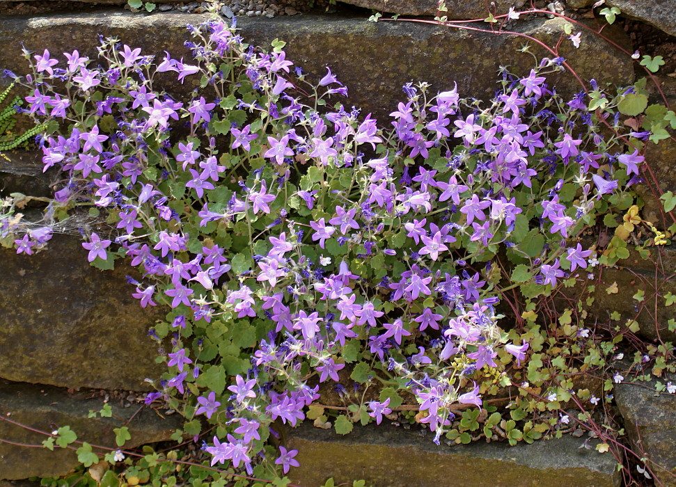 Image of Campanula garganica specimen.