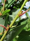 Salix bebbiana