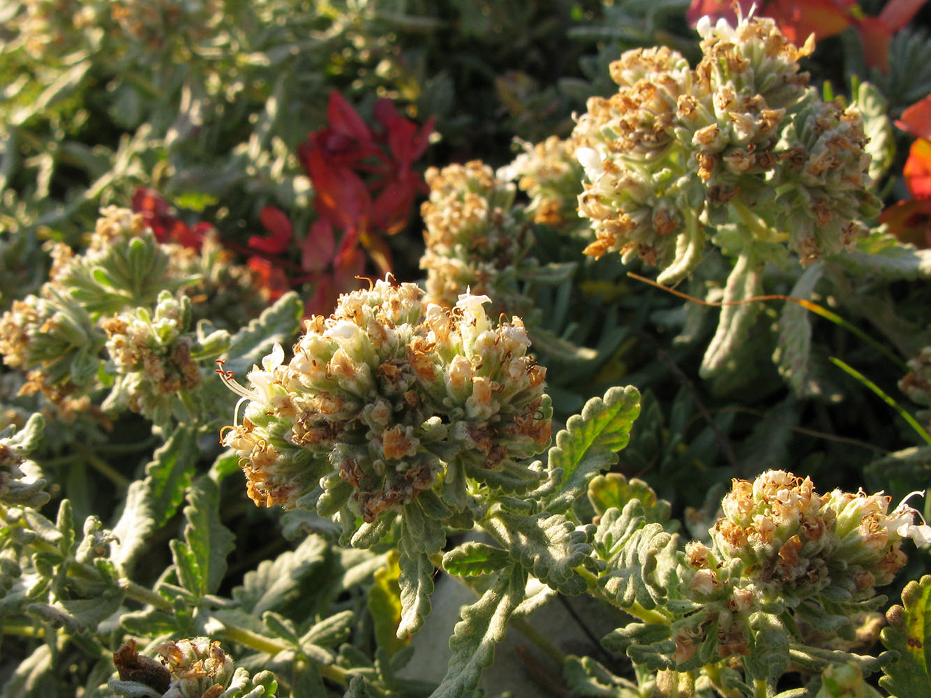 Изображение особи Teucrium capitatum.