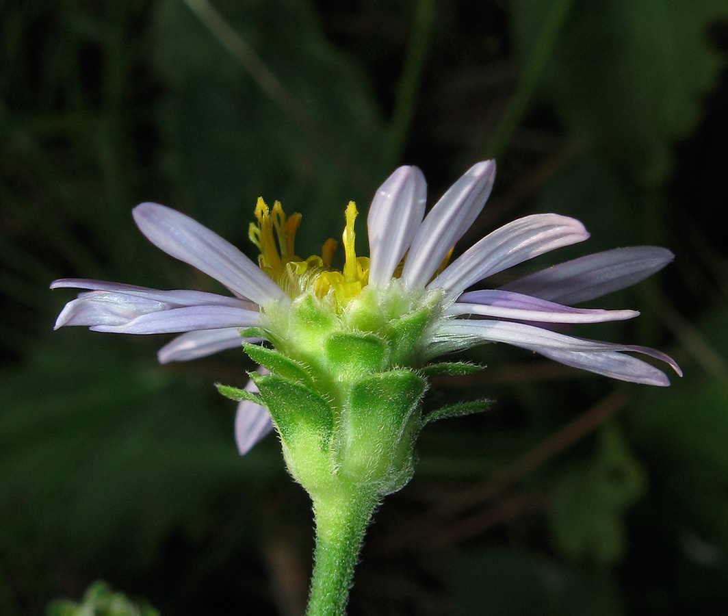 Image of Aster bessarabicus specimen.
