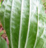 Plantago urvillei