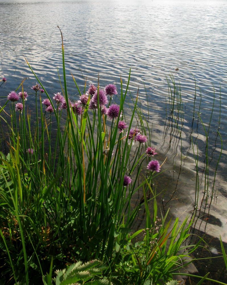 Изображение особи Allium schoenoprasum.