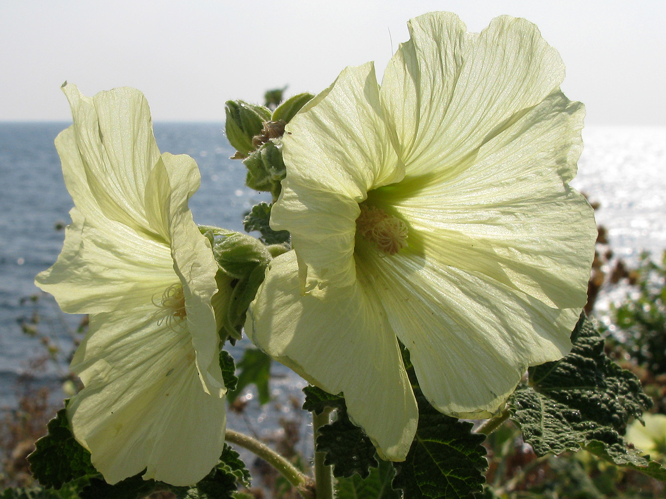 Image of Alcea rugosa specimen.