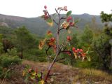 Cotoneaster suavis