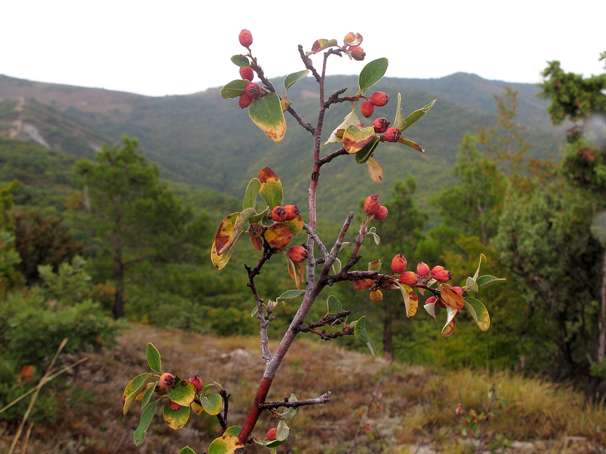 Image of Cotoneaster suavis specimen.