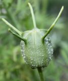 Nigella sativa