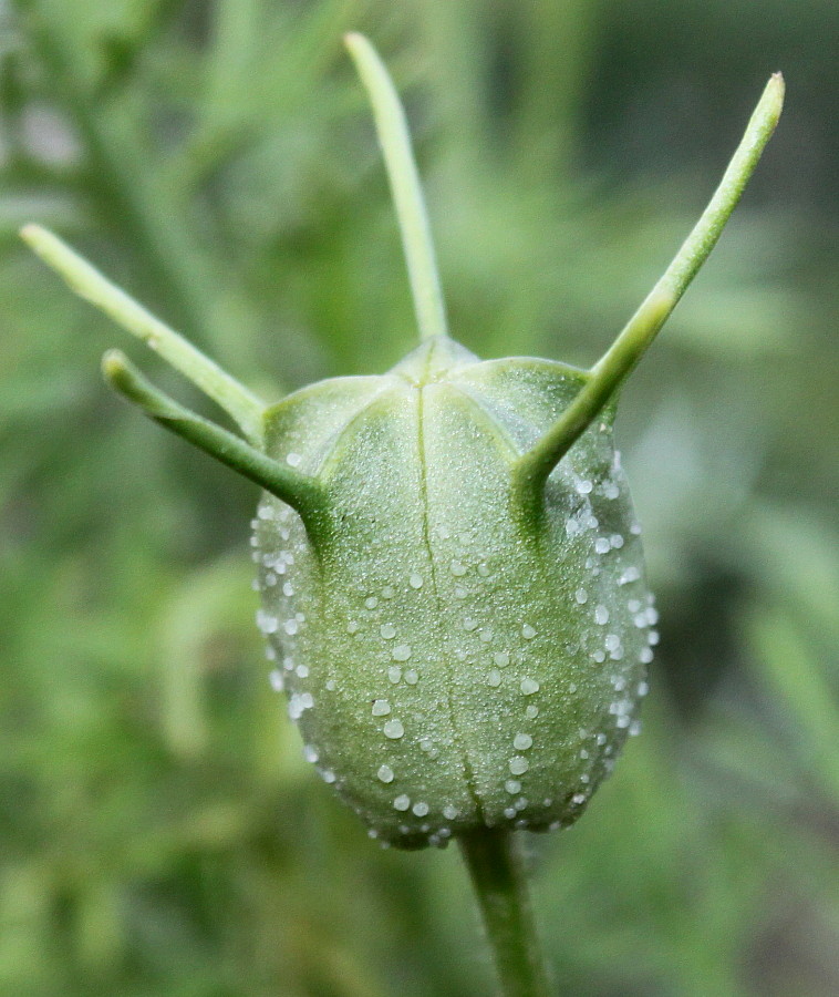 Изображение особи Nigella sativa.