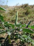 Datura innoxia