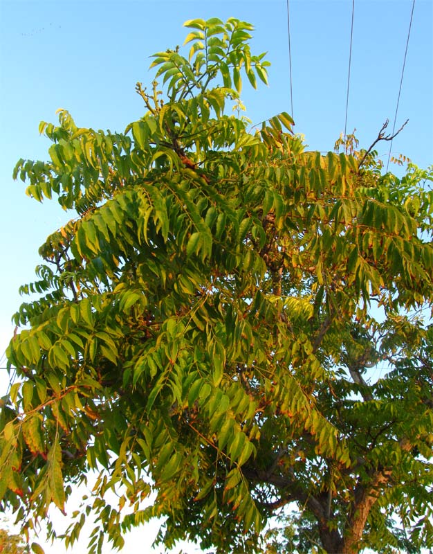 Image of Koelreuteria bipinnata specimen.