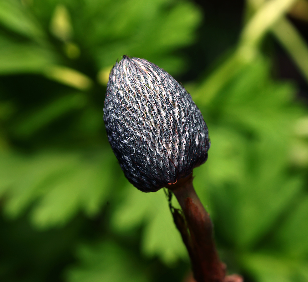 Изображение особи Anemone coronaria.