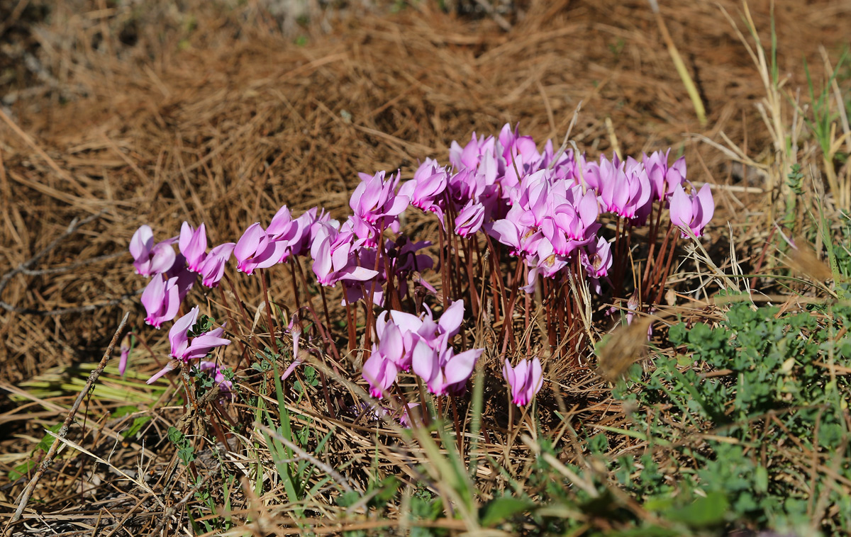 Image of Cyclamen hederifolium specimen.