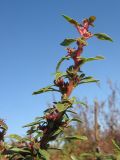 Amaranthus graecizans. Верхушка побега с соцветиями. Краснодарский край, окр. г. Крымск, рекультивированный берег р. Адагум. 25.10.2013.