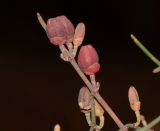 Ephedra aphylla