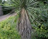 Yucca glauca. Нижняя часть взрослого растения с \"юбкой\" увядших листьев. Германия, г. Дюссельдорф, Ботанический сад университета. 14.08.2013.