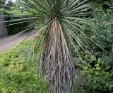 Yucca glauca