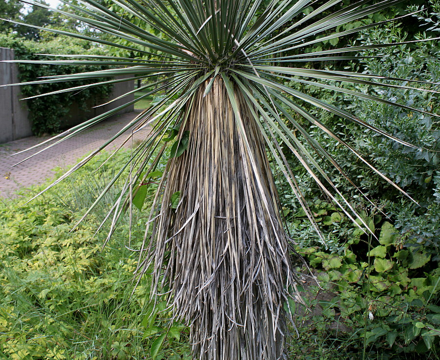 Изображение особи Yucca glauca.