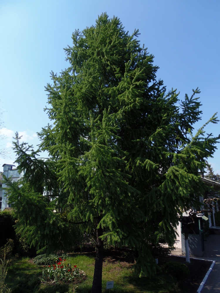 Изображение особи Larix sibirica.