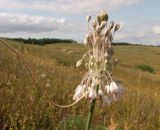 Allium paniculatum