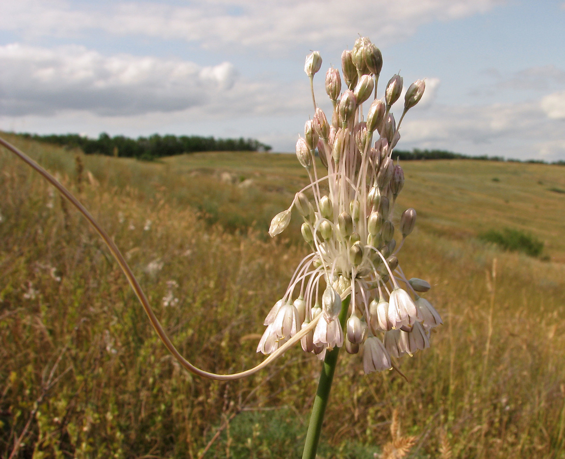 Изображение особи Allium paniculatum.