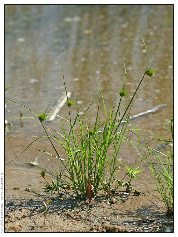 Image of Carex bohemica specimen.