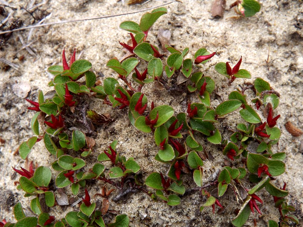 Изображение особи Salix nummularia.