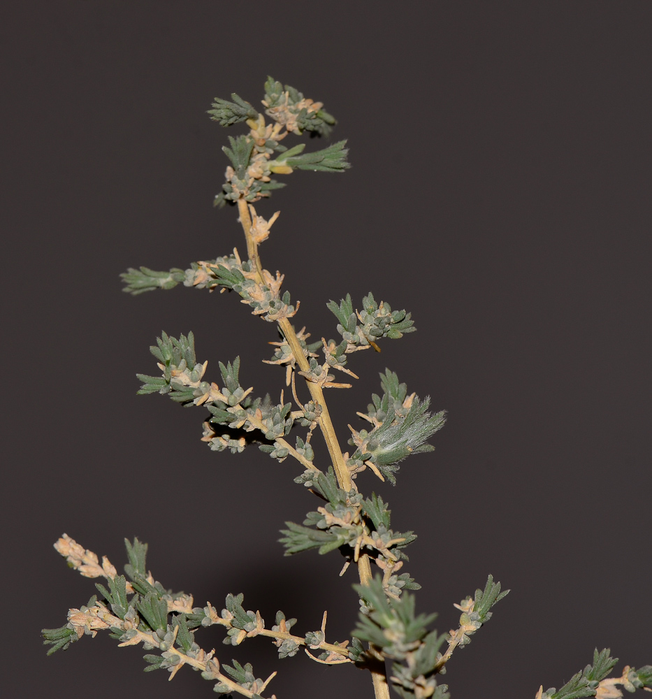 Image of Salsola vermiculata specimen.