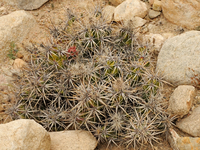 Image of Grusonia parishii specimen.