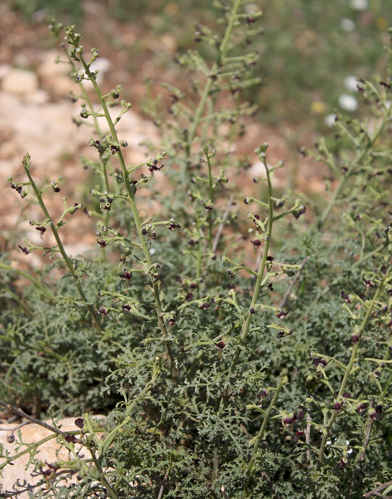 Image of Scrophularia xanthoglossa specimen.