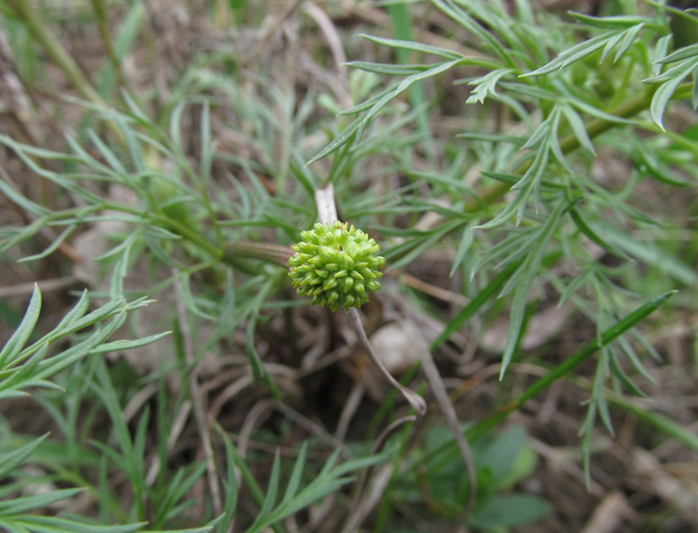 Image of Adonis volgensis specimen.