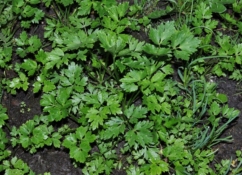 Image of Ranunculus repens specimen.