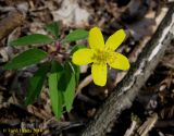 Anemone ranunculoides. Цветущее растение. Украина, Киев, заказник \"Лесники\", болотистая часть. 6 апреля 2014 г.