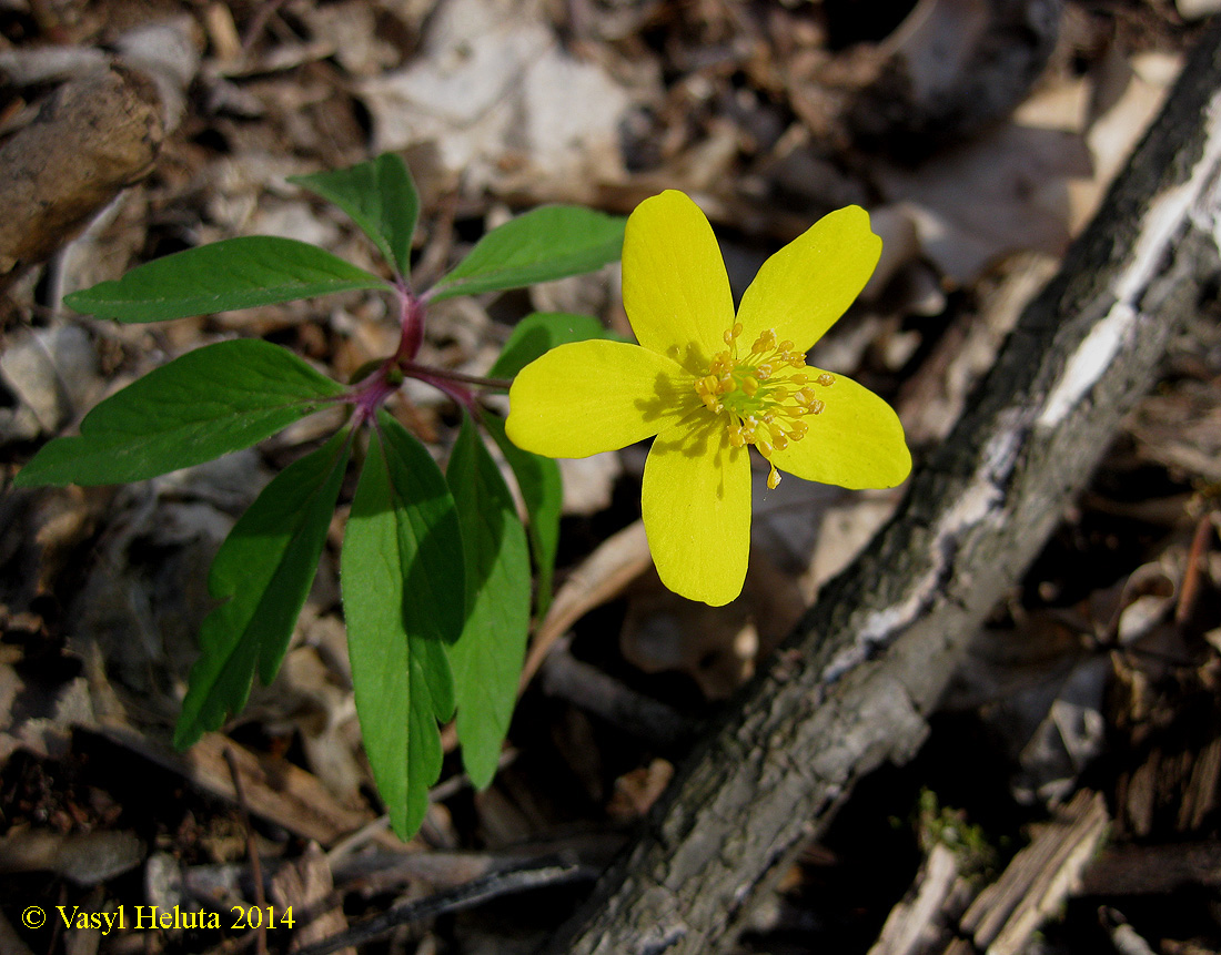 Image of Anemone ranunculoides specimen.