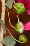 Eremophila laanii