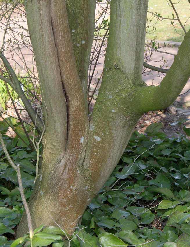 Image of Acer palmatum specimen.