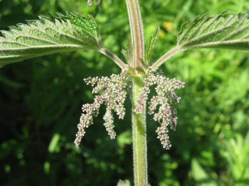 Image of Urtica galeopsifolia specimen.