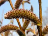 Salix miyabeana