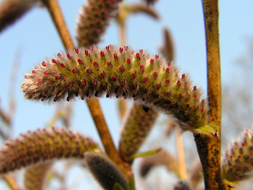 Изображение особи Salix miyabeana.