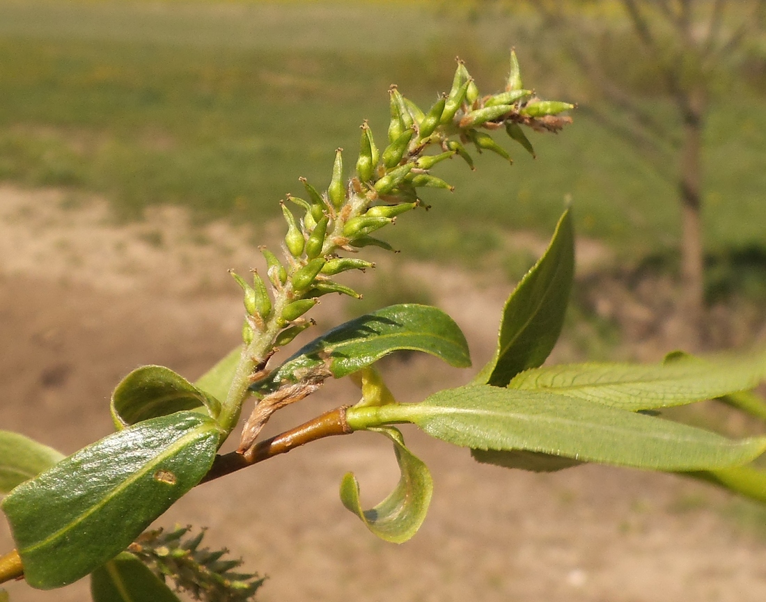 Image of genus Salix specimen.