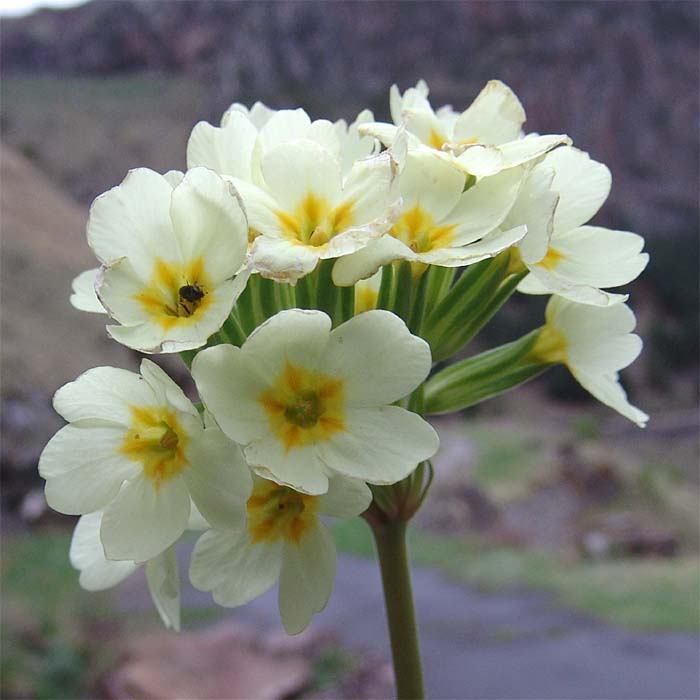Image of Primula cordifolia specimen.