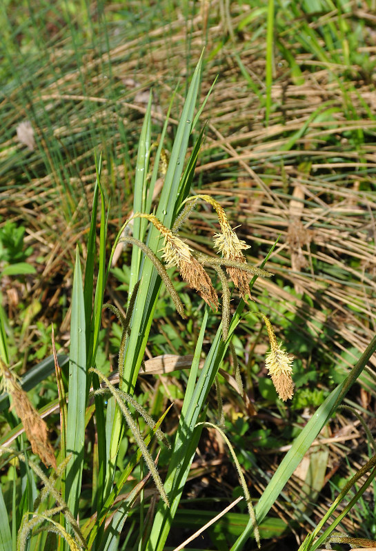 Изображение особи Carex pendula.