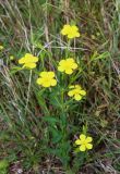 Linum nodiflorum
