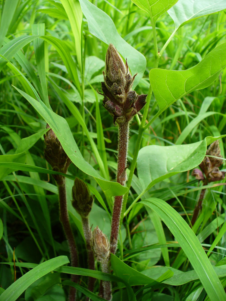 Image of Orobanche pubescens specimen.