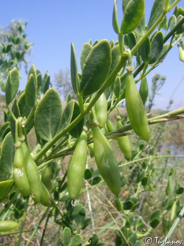 Image of Zygophyllum fabago specimen.