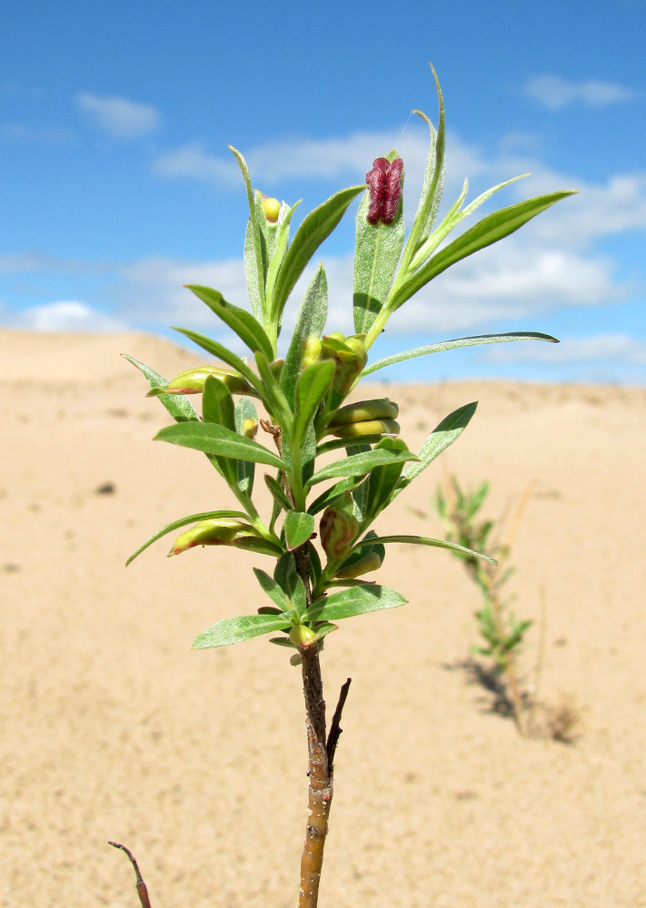 Image of Salix viminalis specimen.