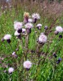 Cirsium setosum. Верхушка цветущего растения. Ярославль, ст. Полянки, луговина в полосе отчуждения. 6 июля 2014 г.