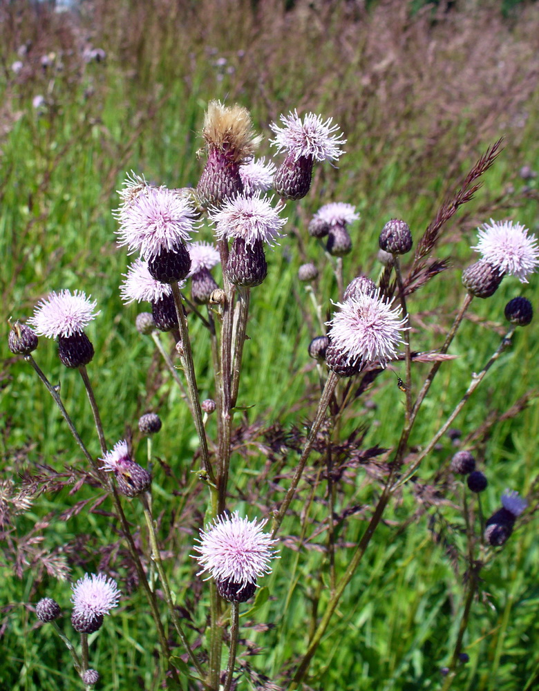 Изображение особи Cirsium setosum.