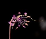 Allium daninianum. Соцветие. Израиль, Шарон, пос. Кфар Шмариягу, заповедник. 06.05.2014.