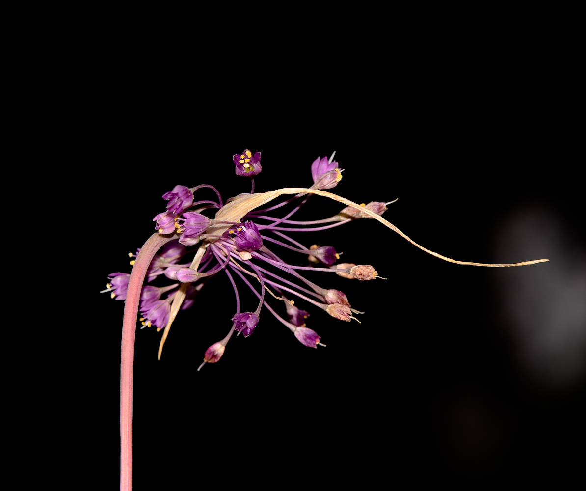 Изображение особи Allium daninianum.