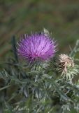Carduus acanthoides. Верхушка растения с соцветиями. Молдова, Криулянский р-н, окрестности с. Слободзея-Дужка, пойма р. Днестр. 13.07.2014.